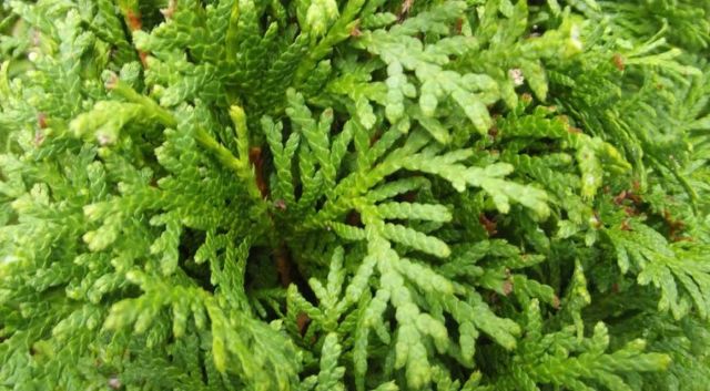 Beliebte Heckenpflanzen in Österreich: Thuja & Co