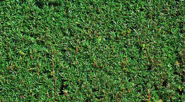 Warum so viele Gartenbesitzer eine Nadelbaumhecke wählen