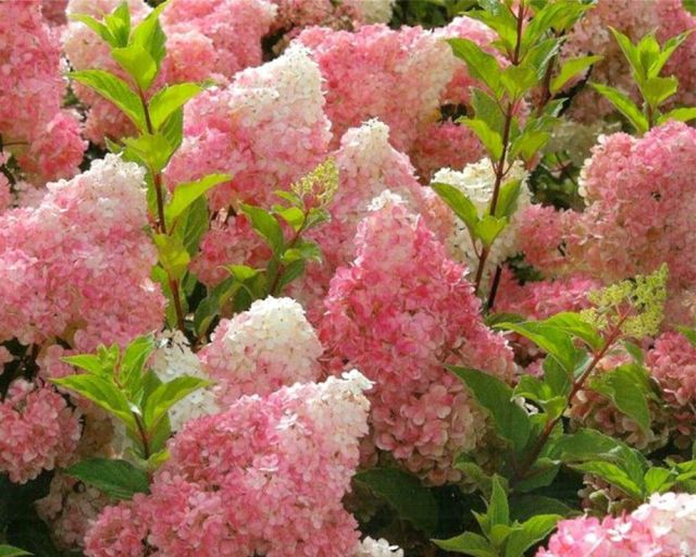 Hortensien für den Garten: zeitlos, innovativ und immer ein Blickfang