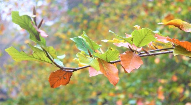 'Indian Summer' in österreichischen Gärten