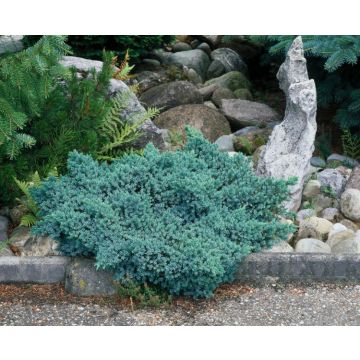 Juniperus squamata 'Blue Star' C3_5 20_25_CM