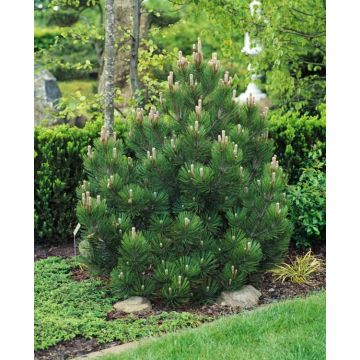 Pinus heldreichii 'Compact Gem' C5 30_40_CM