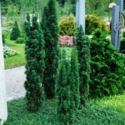 Thuja occidentalis 'Recurva Nana'