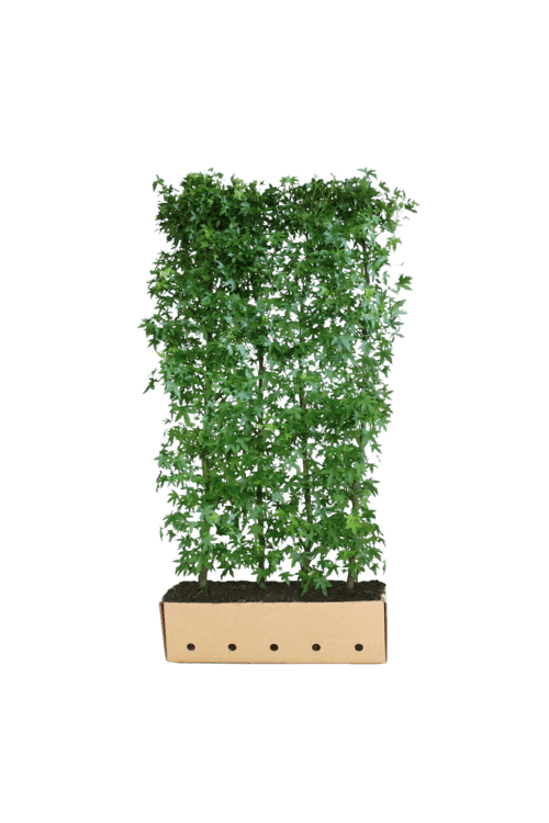 Amberbaum 'Worplesdon' kaufen