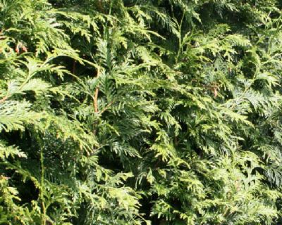 Thuja 'Excelsa'