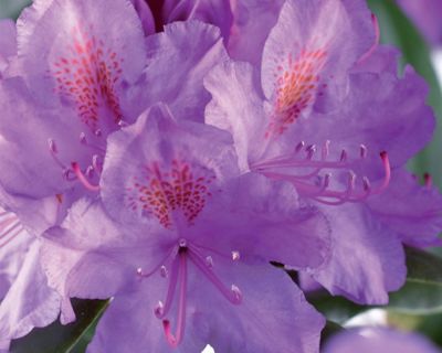 Rhododendron 'Catawbiense Grandiflorum'