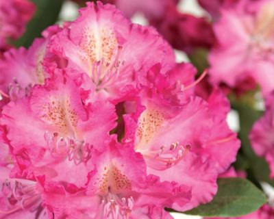 Rhododendron 'Germania'