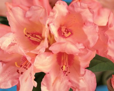 Rhododendron 'Virginia Richards'