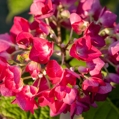 Hortensie 'Red Baron'
