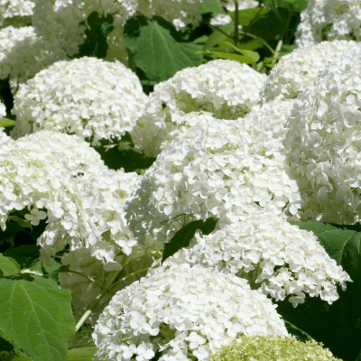 Hortensie 'Soeur Thérèse'