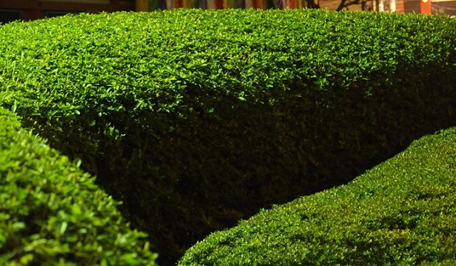 Die Geschichte des Buxus