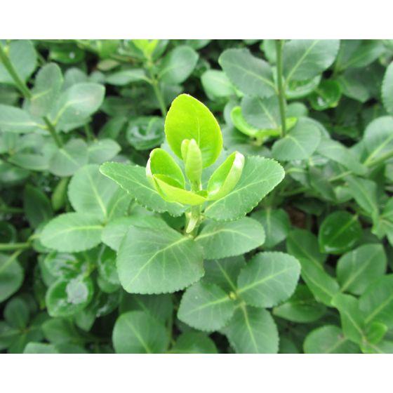 Ist Japanische Kardinalslust ein guter Buxus-Ersatz?