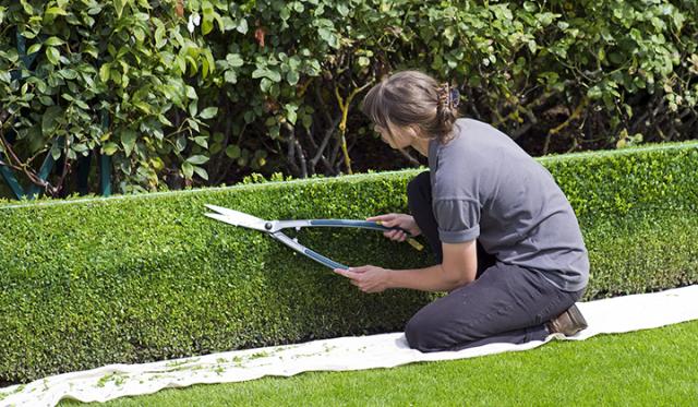 Wie schneide ich meinen Buxus?