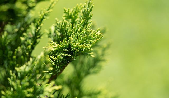 Schnittwerkzeug und Schnittweise der Thuja