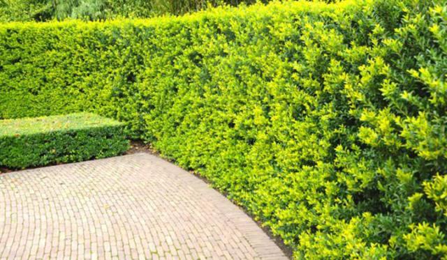 Wie pflanze ich eine Hecke aus Japanischer Stechpalme?