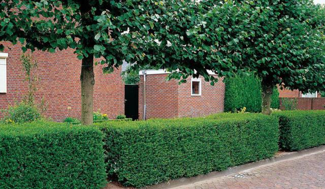 Wie pflanze ich eine Ligusterhecke?
