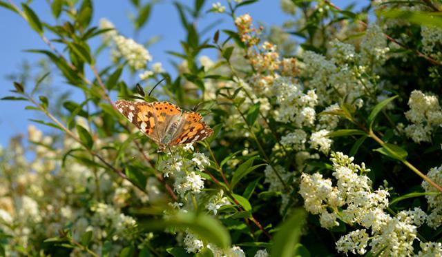 Blühen für Insekten