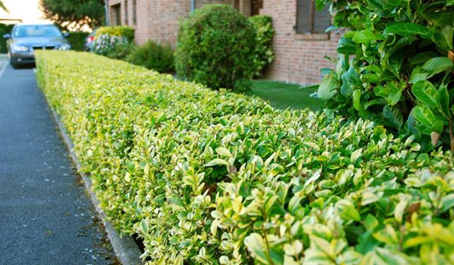 Worauf sollte ich beim Pflanzen einer Ligusterhecke achten?