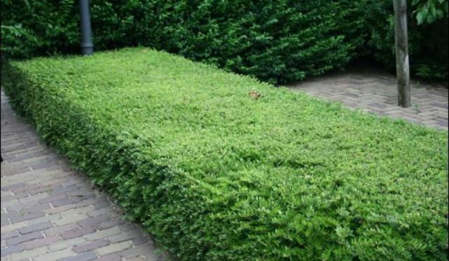 Lonicera nitida als Buxus-Ersatz