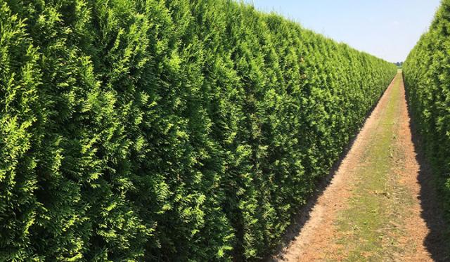 Wie pflanze ich eine Thuja-Hecke?