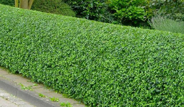 Wie schneide ich meine Ligusterhecke?