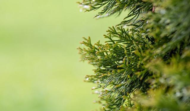 Wie schneide ich meine Thuja?