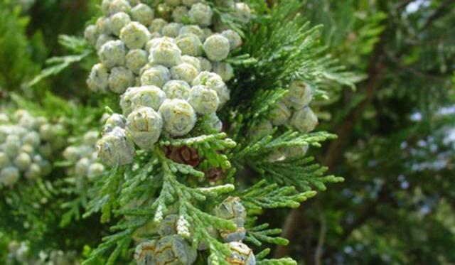 Thuja Pflanzen: Was muss ich beachten?