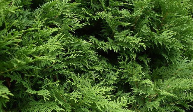 Wann sollte ich meine Thuja schneiden?