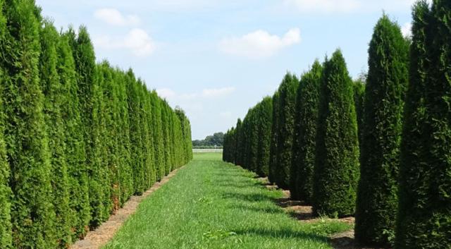 Warum sollte ich Thuja pflanzen?