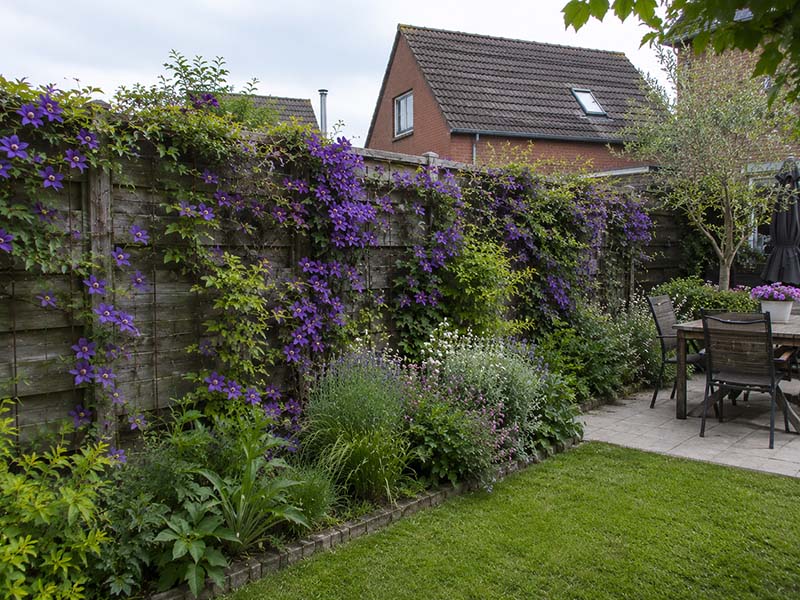 Waldrebe Clematis