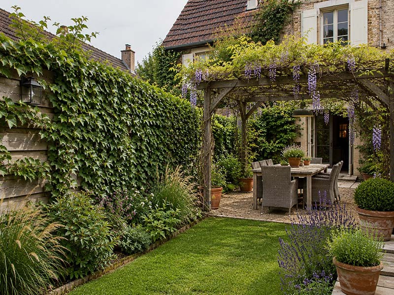 Blauregen Wisteria