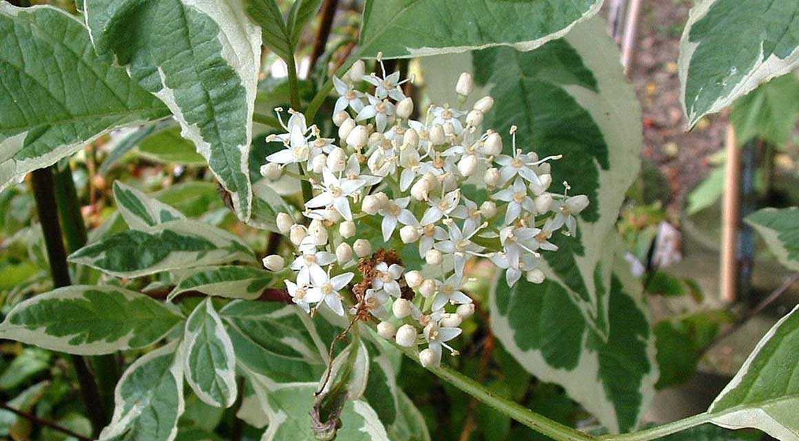 Andere Optionen für einen farbenfrohen Herbst in Ihrem Garten Rotholziger Hartriegel 'Elegantissima'