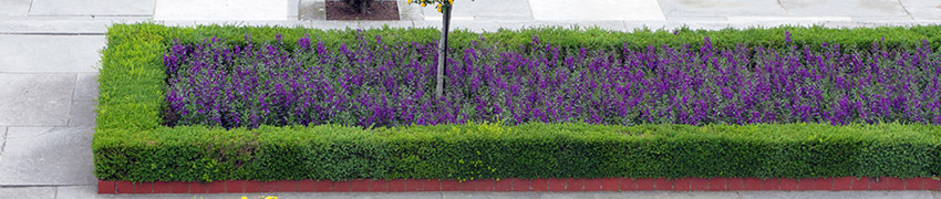 Buxus bei Haagplanten.net Buxus bei Haagplanten.net