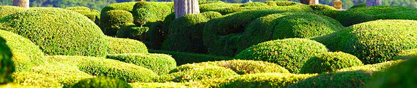 Buxus schneiden: wann