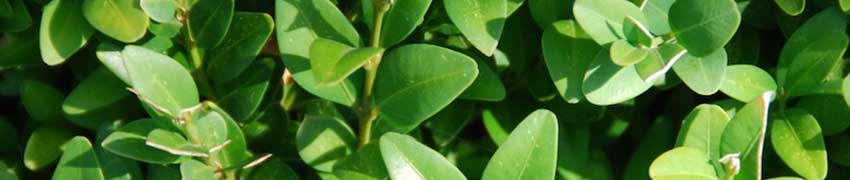 Buxus: stilvoll und klassisch Buxus: stilvoll und klassisch