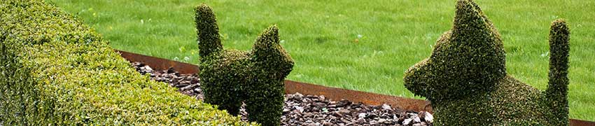 Buxus Formschnitt
