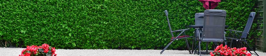 Liguster Hecke pflanzen
