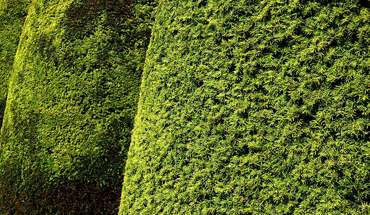 Informationen zur Taxus