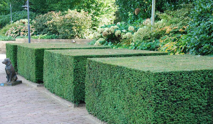 Gartenratgeber Eibehecke