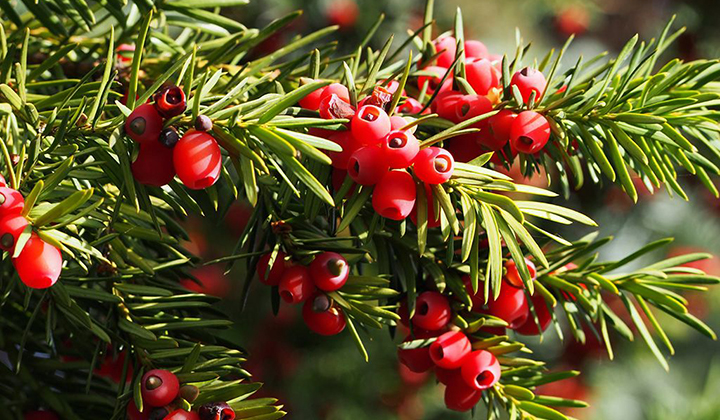 Pflege-Tipps für Taxus